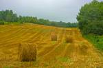 Bales of hay near Port Williams, NS