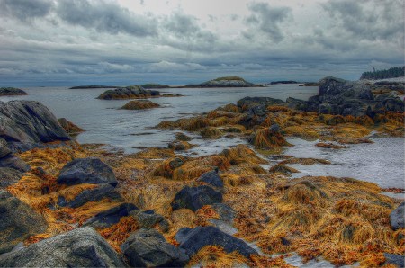 Seaweed and rocks, Kejimkujik National Seashore, NS