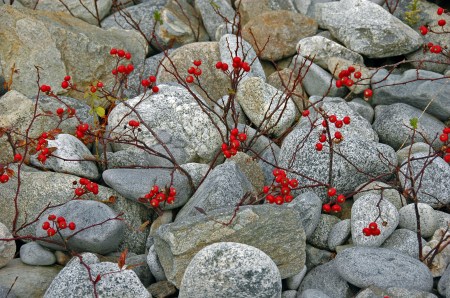 Color amidst the rocks, Kejimkujik National Seashore, NS