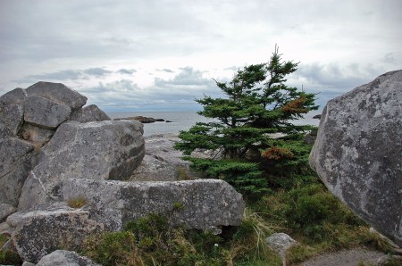 Windswept pine, Kejimkujik National Seashore, NS