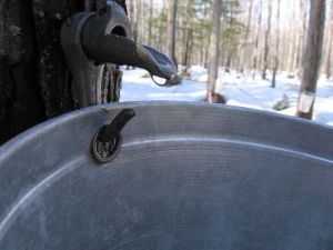 Maple Tree Sap