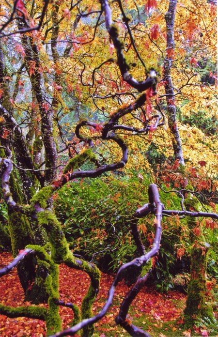 Butchart Gardens -- Moss and Branches