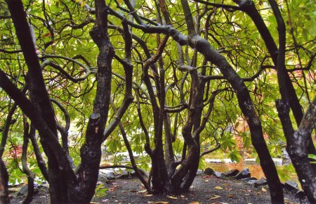 Butchart Gardens -- Gnarly Limbs
