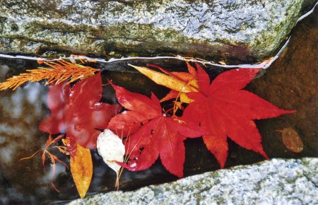 Butchart Gardens -- Water Leaves