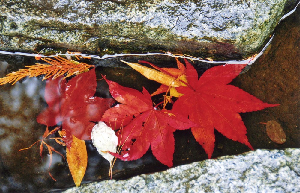 Butchart Gardens -- Water Leaves