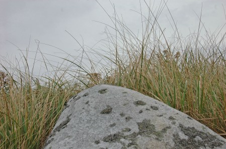 Lichen-Speckled Boulder, Kejimkujik Seaside, NS