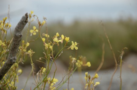 Wildflowers, Kejimkujik Seaside, NS