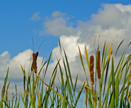 Cat Tails, North Grand Pre, Nova Scotia