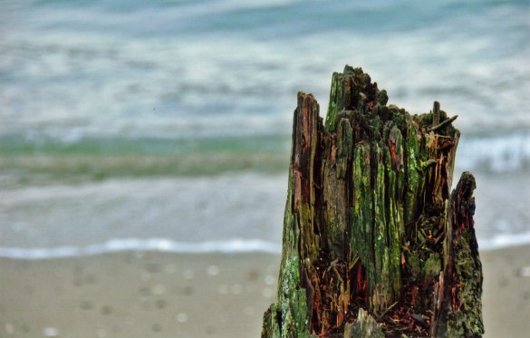Weathered Mooring, Stanley Park 