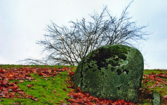 Bush and Rock Minimalism, Stanley Park