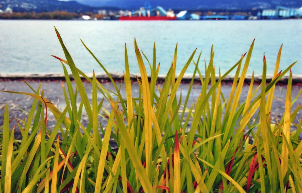 Blades of Grass, Stanley Park