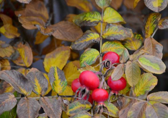 Red Berries, Campobello Island, N.B.