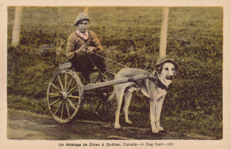 Rural----Dog-Cart